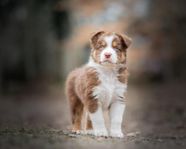 miniature american  shepherd  