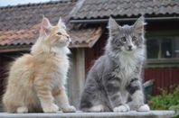 Superfina kattungar - Norsk Skogkatt / Bengal