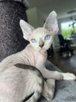 Devon rex hane leveransklar 