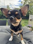 Chihuahua tik 