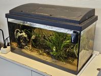 Litet akvarium inkl. 3 fiskar och tillbehör