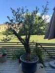 Stort olivträd 2 m