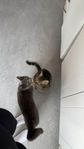 2 katter söker akut nytt hem 