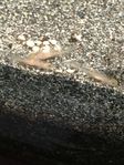 Axolotl bäbisar Dirty Leucistic Viltfärg 