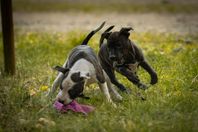 Staffordshire Bullterrier tik