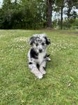 Miniature American Shepherd