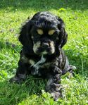 Amerikanska Cocker Spaniel valpar