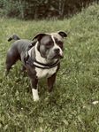 American Bully pocket 