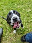 Valp Bordercollie/Australian Shepard