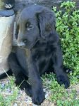 Flatcoated Retriever Valp