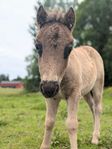 Hingstföl troligtvis gulsvart