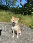  Shiba hund hundar valp