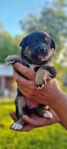 Valpar Finsk lapphund/Lapsk vallhund 