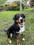 Swiss mountain dog (Grosser Schweizer Sennenhund)