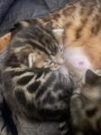 Kattungar, deras mamma är 100% bengal med stamtavla 