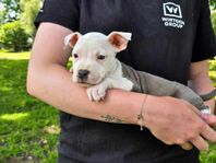 Amstaff valpar