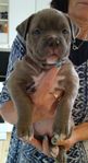 american bully valpar