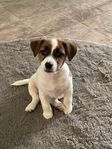 Jack Russell Terrier vit & tan tikvalp säljes!