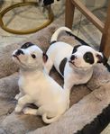 Staffordshire bullterrier renrasiga 