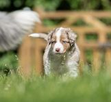 Miniature american shepherd 