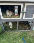 kaniner 3,5 månade och kaninburar utomhus i fint skick 