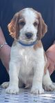 Welsh springer spaniel 