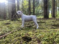 Staffordshire Bullterrier 