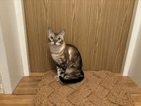 Katt Bengal