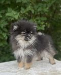 Japansk Spets / Pomeranian 