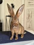 Kaninungar (Belgisk Hare) 