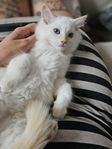 Ragdoll kattunge - Hona, 14 veckor , leveransklar 