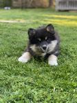 finsk lapphunds tikar valpar