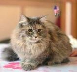 otroligt fin o snäll sibirisk katt m stamtavla
