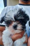 bishon Havanaise / shih-tzu 