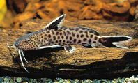 Tanganyika Synodontis 