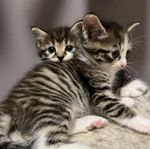 Vetrinärbesiktigade, chippade, vaccinerade kattungar