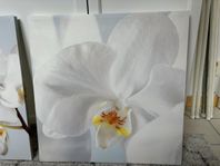 Tre Fina tavlor ”Orchid” av Alan Newham 57x57 cm