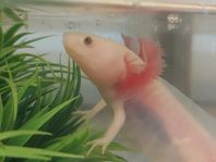 Axolotl 