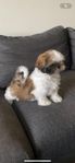 shih tzu valpar 