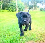 Cane Corso valpar SKK 