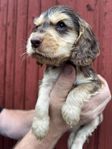 Cocker spaniel valpar