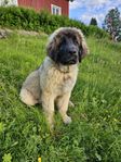 Leonberger MOLLE