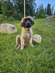 Leonberger MAGGIE