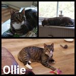 Ollie 7 år