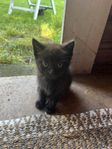 Svarta kattungar 