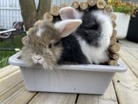 Ljuvliga kaninungar - leveransklara