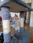 Tre underbara kattungar söker för alltidhem