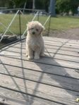 maltipoo