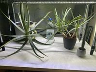 Aloe Vera plantor + kaktus