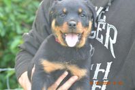 Rottweilervalpar skk reg